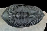 Zlichovaspis Trilobite - Stunning Preparation #125093-3